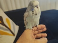 Mutasyon Vasıflı Show Jumbo Yavrular