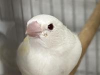 Goldian finch yavrular