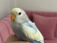 Yavru sevda papağanı