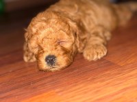 Toy Poodle Yavrusu Köpekler