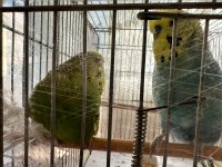 Jumbo Muhabbet Kuşu