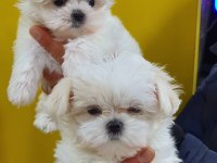 Fci A Şecere Kore Kan Maltese Yavruları