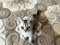 Kedimiz yeni sahibini arıyor