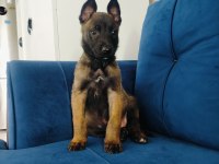 A Kalite Belçika Kurdu Yavruları