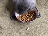 40 Günlük Şecereli Safkan Cane Corso