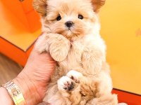 Maltipoo Cinsi Bebeklerim