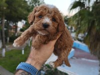 Sevimli Poodle Dişi Ve Erkek Yavrularımız