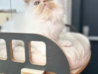 Saf Irk Persian Erkek