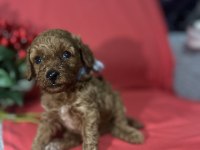 Kore poodle bebeklerimiz