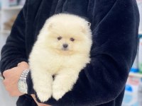 A Kalite Pomeranian Boo Yavrular