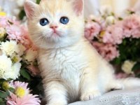 Lisanslı Üretim Evinden British Shorthair Golden