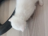 Yavru British Yavrular