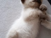 Safkan British Shorthair Anne Ve Babadan Olma Minik Yürekler