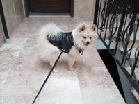 Köpeğimiz yeni sahibini bekliyor