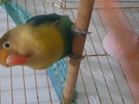 Aile Evinden Yavru Cennet Papağanı