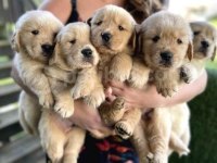 Yavru golden retriever köpekler sağlık ve ırk garantilidir