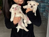 Spitz yavrular uygun