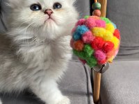 Safkan Ns1133 Silver British Bebekler