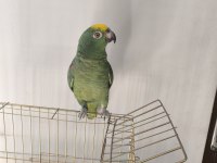 Full evcil amazon papağanı