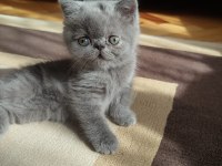 50 Günlük British Kızlarımız