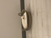 British Kedisi Yavrusu