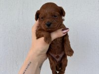 Toy Poodle Bebek Köpekler