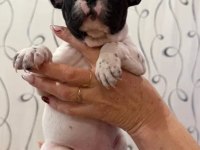 Oyun arkadaşı french bulldog bebeklerimiz