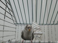 Nadir Renkli Muhabbet Kuşu