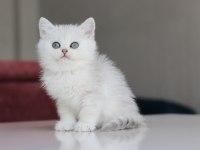 Full şecereli babadan teslime hazır dişi kedimiz