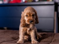 Safkan İngiliz Cocker Spaniel