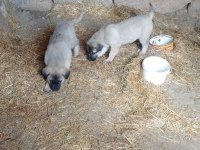 Sivas'tan Has Kangal Köpeği Yavrular