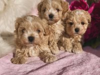 Küçük Irk Poodle Bebekler