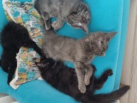 Blue Ve Black Smooke Maine Coon