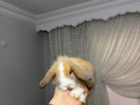 Safkan Evcil Yavru Tavşanlar Gönderim Var