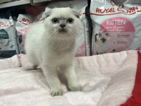 Türünün En Güzel Örneklerinden Scottish Fold Yavrularımız