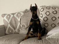Safkan Estetikli Doberman Köpekler
