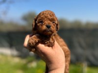 Mini toy poodle bebekler evden