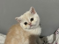 İran Persian Cinsi İki Adet Dişi Yavru