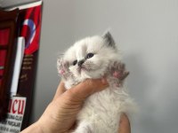 Prenslerim British Longhair