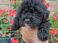 Maltipoo Minik Şekerler