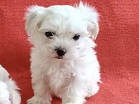 0 Numara Maltese Köpeği Yavrular