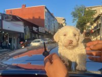 Maltese 2 buçuk aylık erkek