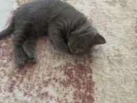 British Shorthair Kedimiz