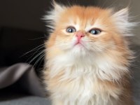 Orjinal British Longhair Yavrular