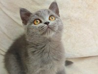 Gri Lilac Dişi Erkek Yavru Kediler