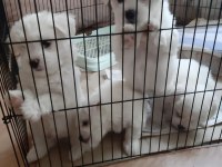 Mini Boy Maltese Yavrular