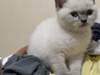 Muhteşem Blue Point British Shorthair Yavrusu 2 Aylık Ve Tuvalet Eğitimli