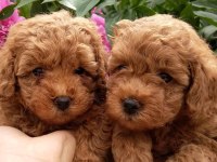Toy Poodle Efsane Yavrular