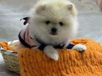 2 Aylık 2 Dişi Ve 1 Erkek Pomeranian