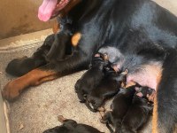 Dünya Güzeli Koca Kafa Rottweiler Yavruları